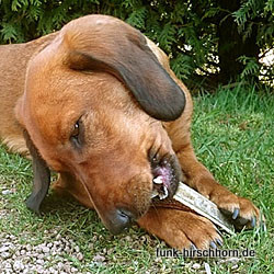 Geweih-Beisser, Hundesnack, Geweihsnack, halbe Stangenstücke